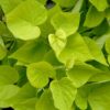 IPOMOEA BATATAS/ZOETE AARDAPPEL, (SIER)BATAAT MARGARITA