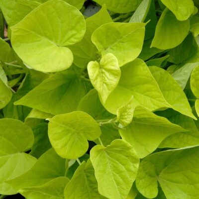 IPOMOEA BATATAS/ZOETE AARDAPPEL, (SIER)BATAAT MARGARITA