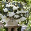 BEGONIA ILLUMINATION/HANGENDE KNOLBEGONIA WHITE