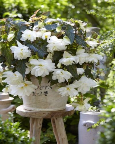 BEGONIA ILLUMINATION/HANGENDE KNOLBEGONIA WHITE