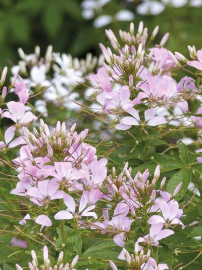 CLEOME SENORITA 'CAROLINA'/KATTESNOR - Afbeelding 2