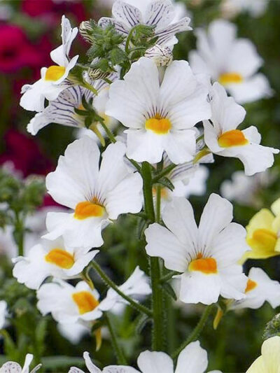 NEMESIA/ELFENSPIEGEL 'SUNSATIA PLUS ANONA'
