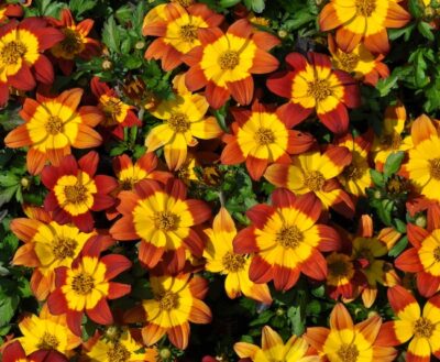 BIDENS/TANDZAAD 'IMPERIAL LUCK'