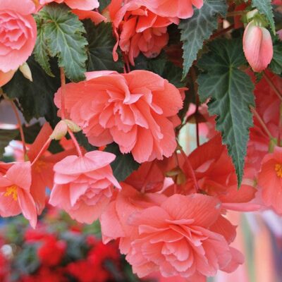 BEGONIA ILLUMINATION/HANGENDE KNOLBEGONIA SALMON