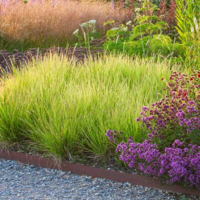 SESLERIA AUTUMNALIS/BLAUWGRAS - Afbeelding 2