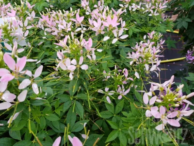 CLEOME SENORITA 'CAROLINA'/KATTESNOR