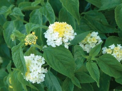 LANTANA CAMARA/WISSELBLOEM 'BANDANA WHITE' - Afbeelding 2