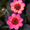 DAHLIA DAHLEGRIA TRICOLOR