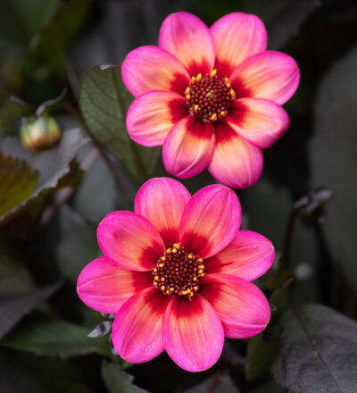 DAHLIA DAHLEGRIA TRICOLOR