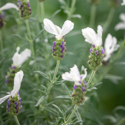 LAVANDULA STOECHAS 'WHITE'/KUIFLAVENDEL - Afbeelding 2