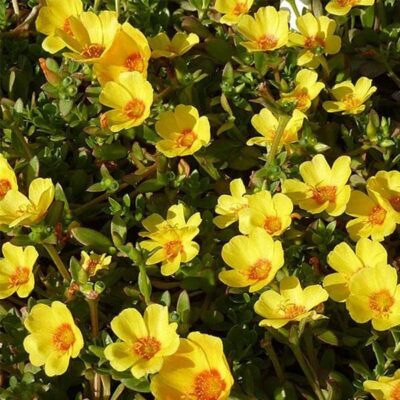 PORTULACA GRANDIFLORA/PORTULAK, POSTELEIN 'NANO YELLOW'