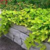 IPOMOEA BATATAS/ZOETE AARDAPPEL, (SIER)BATAAT MARGARITA - Afbeelding 2
