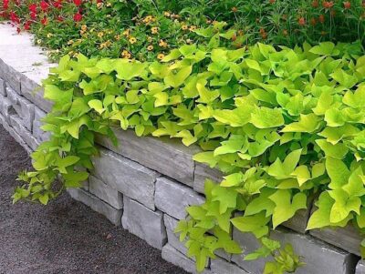 IPOMOEA BATATAS/ZOETE AARDAPPEL, (SIER)BATAAT MARGARITA - Afbeelding 2