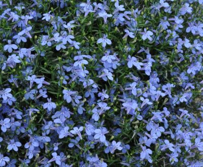 LOBELIA ERINUS/(TUIN)LOBELIA 'HOT WATER BLUE' - Afbeelding 2