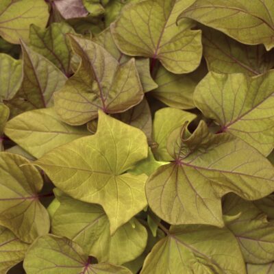 IPOMOEA BATATAS/ZOETE AARDAPPEL, (SIER)BATAAT HEART BRONZE