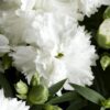 DIANTHUS CARYOPHYLLUS/TUINANJER SUNCHARM WHITE