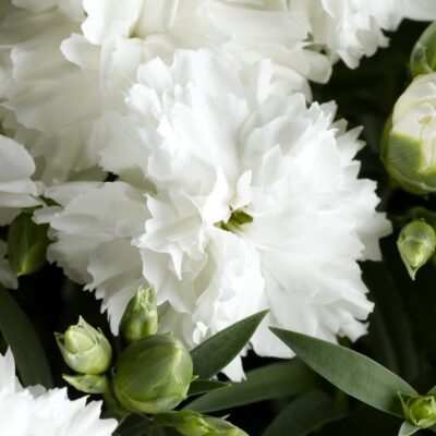 DIANTHUS CARYOPHYLLUS/TUINANJER SUNCHARM WHITE