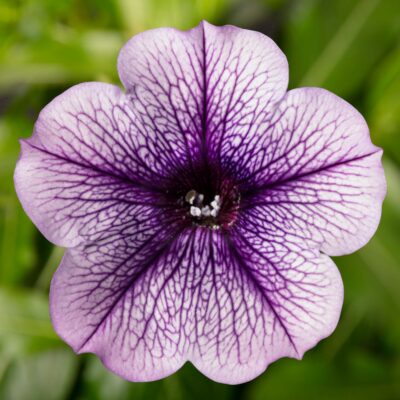 SANGUNA LILAC