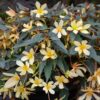 BEGONIA BOLIVIENSIS/BOLIVIAANSE BEGONIA VANILLA