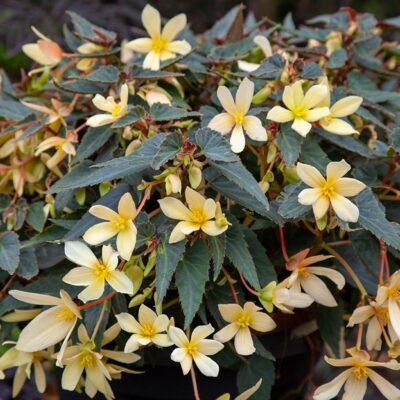 BEGONIA BOLIVIENSIS/BOLIVIAANSE BEGONIA VANILLA