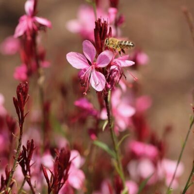 GAURA LINDHEIMERI/PRACHTKAARS PINK
