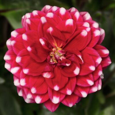 DAHLIA GRANDALIA PEPPERMINT