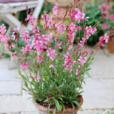 GAURA LINDHEIMERI/PRACHTKAARS PINK - Afbeelding 2