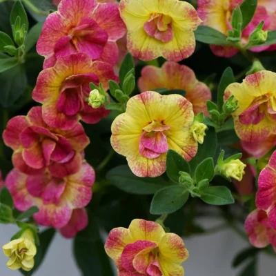 .DOUBLE YELLOW PINK/CHAMELEON DOUBLE DESERT ROSE