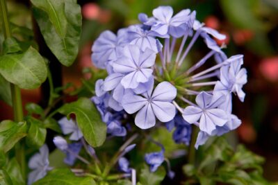 PLUMBAGO/MANNENTROUW - BLUE