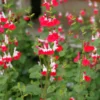 SALVIA MICROPHYLLA 'HOT LIPS'/SALIE - Afbeelding 2