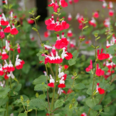 SALVIA MICROPHYLLA 'HOT LIPS'/SALIE - Afbeelding 2