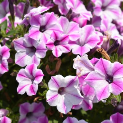SMALL FLOWERED PETUNIA DEKKO PINWHEEL PURPLE