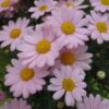ARGYRANTHEMUM FRUTESCENS/ STRUIKMARGRIET ROSE - Afbeelding 2