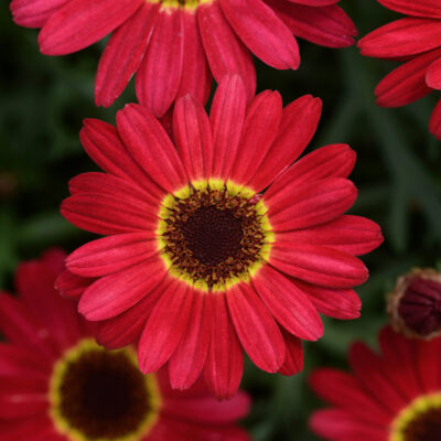 ARGYRANTHEMUM FRUTESCENS/ STRUIKMARGRIET RED - Afbeelding 2