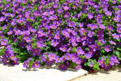 BACOPA/TAPIJTBLOEM 'GREAT VIOLET'
