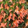 BEGONIA BOLIVIENSIS/BOLIVIAANSE BEGONIA APRICOT