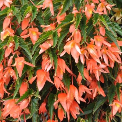BEGONIA BOLIVIENSIS/BOLIVIAANSE BEGONIA APRICOT