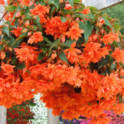 BEGONIA ILLUMINATION/HANGENDE KNOLBEGONIA ORANGE