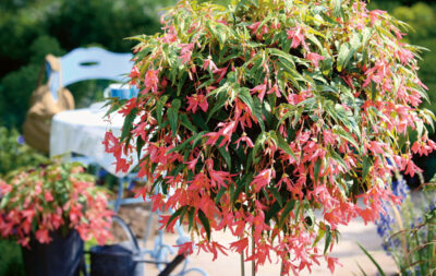 BEGONIA BOLIVIENSIS/BOLIVIAANSE BEGONIA ROSE - Afbeelding 3