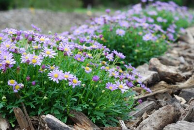 BRACHYCOME/AUSTRALISCH MADELIEFJE 'MAUVE DELIGHT COMPACT'