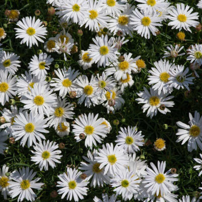 BRACHYCOME/AUSTRALISCH MADELIEFJE 'SURDAISY WHITE'