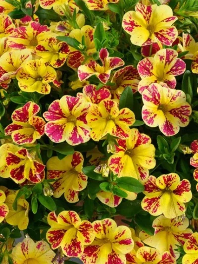 LIA ABSTRACT LEMON CHERRY