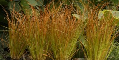 CAREX TESTAEA 'PRAIRIE FIRE'/ZEGGE - Afbeelding 2