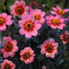 DAHLIA DAHLEGRIA TRICOLOR - Afbeelding 3