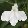 LOBELIA ERINUS/(TUIN)LOBELIA 'AFRICO WHITE IMPROVED' - Afbeelding 2