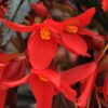 BEGONIA BOLIVIENSIS/BOLIVIAANSE BEGONIA RED