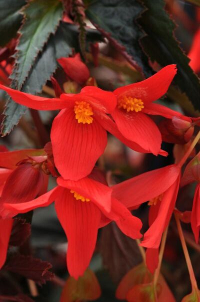 BEGONIA BOLIVIENSIS/BOLIVIAANSE BEGONIA RED