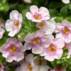 BACOPA/TAPIJTBLOEM 'GREAT PINK RING'