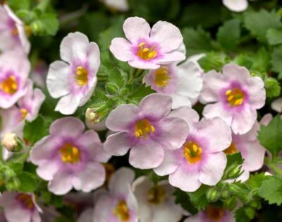 BACOPA/TAPIJTBLOEM 'GREAT PINK RING'