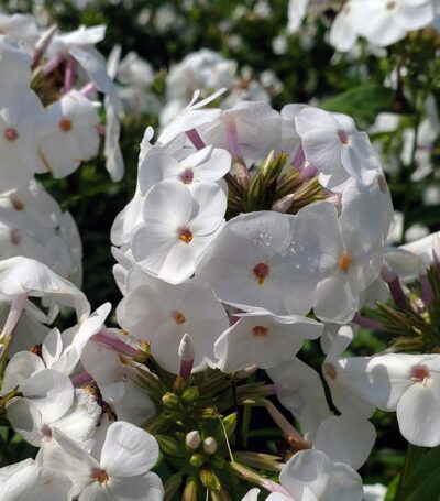 PHLOX 'OPENING ACT WHITE'/VLAMBLOEM
